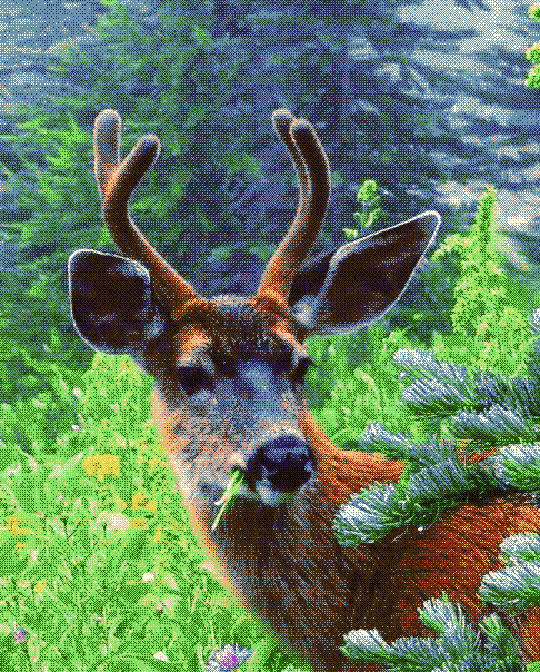 deer