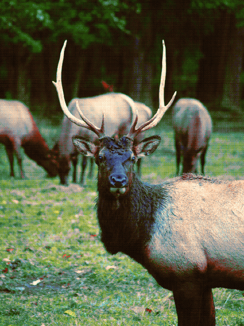 elk