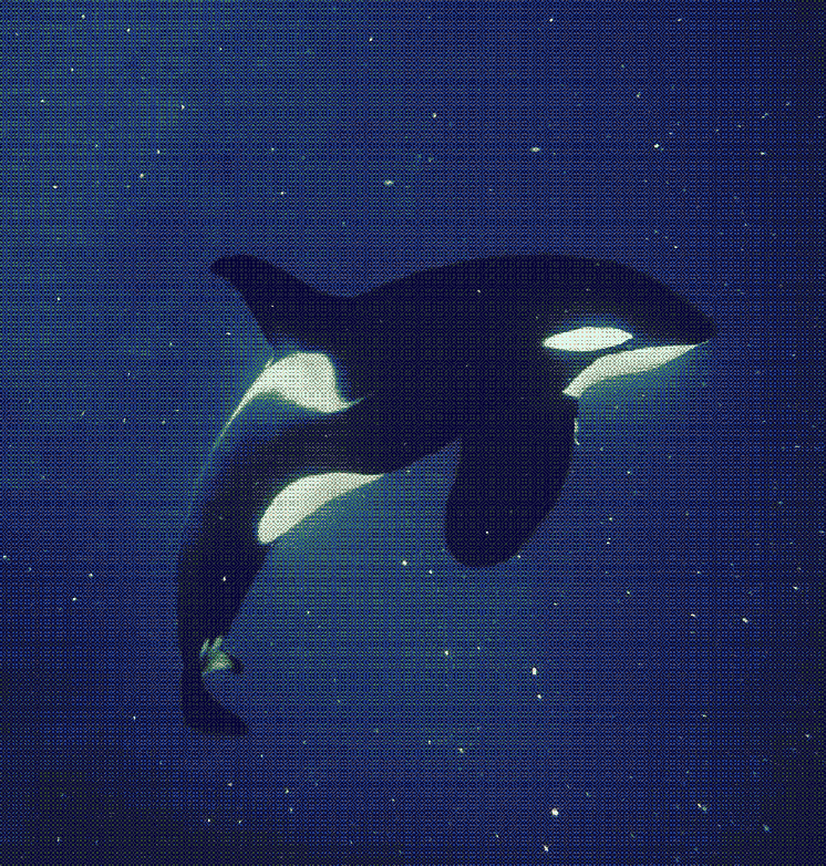 killer whale