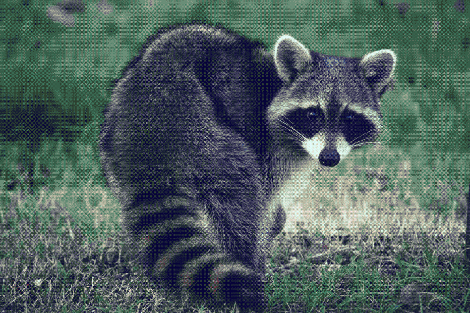 raccoon