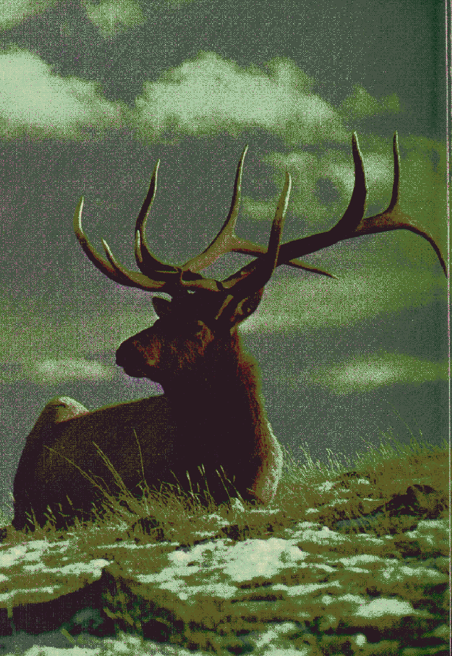 An elk.