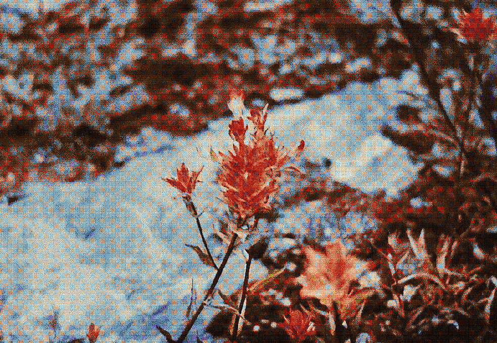 Forest and understory habitat